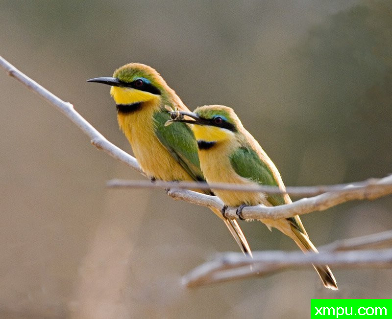 小蜜蜂---摄影师：迈克尔莫斯