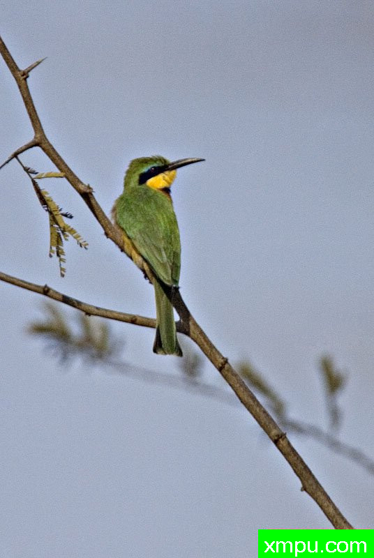 小蜜蜂---摄影师：迈克尔莫斯