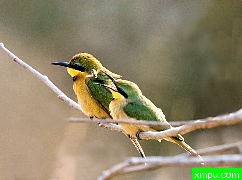 小蜜蜂---摄影师：迈克尔莫斯