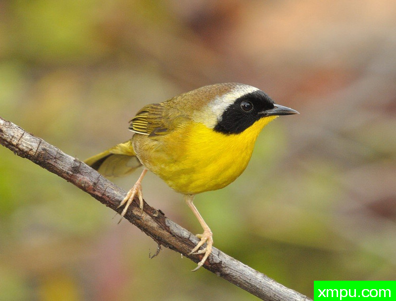 黑眉黄雀---摄影师：彼得5月摄影