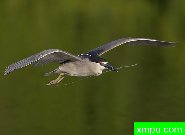 黑冠夜游鹭 --著名荒野摄影师罗尼加伯特摄影