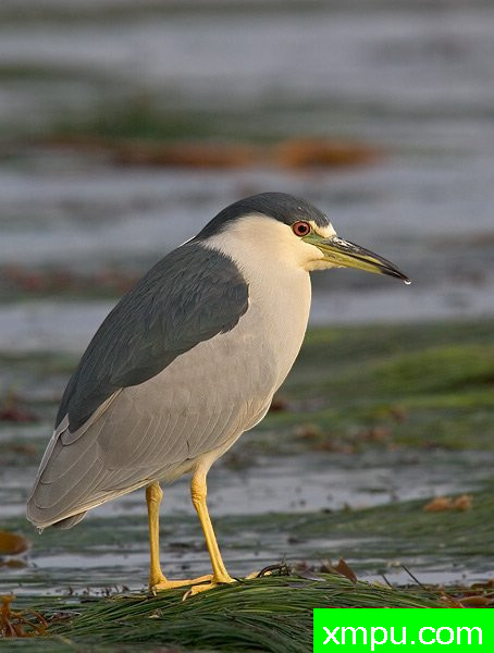 黑冠夜游鹭 --著名荒野摄影师罗尼加伯特摄影