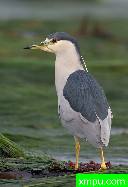 黑冠夜游鹭 --著名荒野摄影师罗尼加伯特摄影