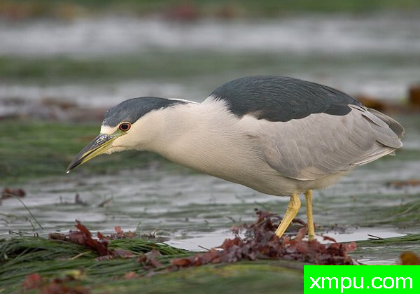 黑冠夜游鹭 --著名荒野摄影师罗尼加伯特摄影