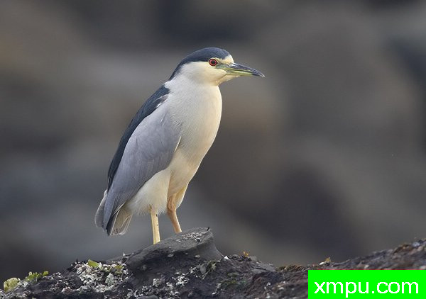 黑冠夜游鹭 --著名荒野摄影师罗尼加伯特摄影