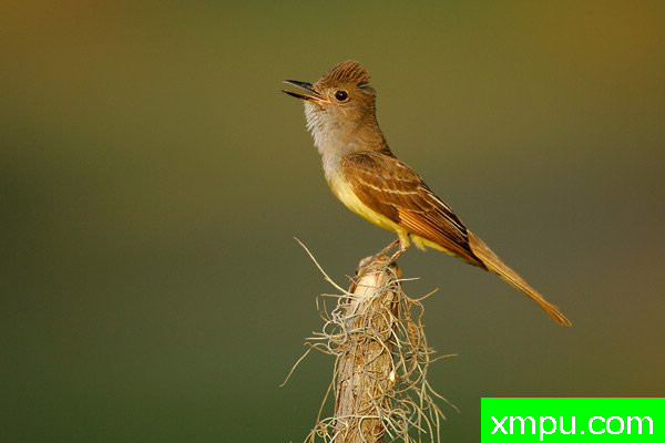 大凤头鹟--著名摄影大师布赖恩E.小【美国】作品系列