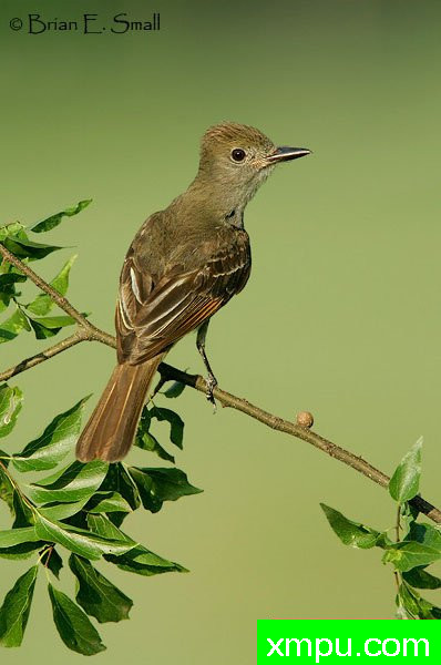 大凤头鹟--著名摄影大师布赖恩E.小【美国】作品系列