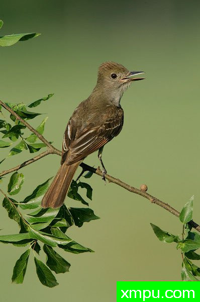 大凤头鹟--著名摄影大师布赖恩E.小【美国】作品系列