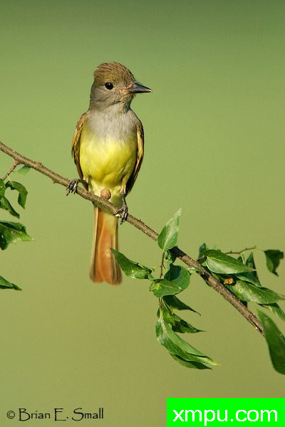 大凤头鹟--著名摄影大师布赖恩E.小【美国】作品系列