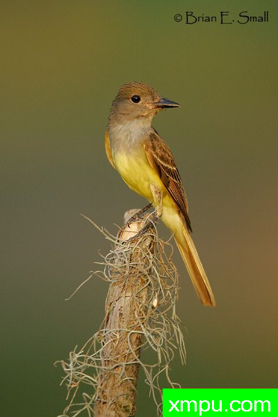 大凤头鹟--著名摄影大师布赖恩E.小【美国】作品系列