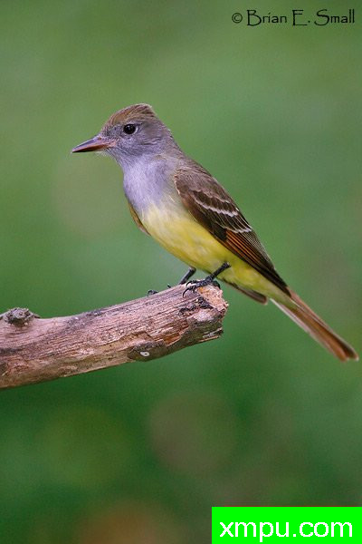 大凤头鹟--著名摄影大师布赖恩E.小【美国】作品系列