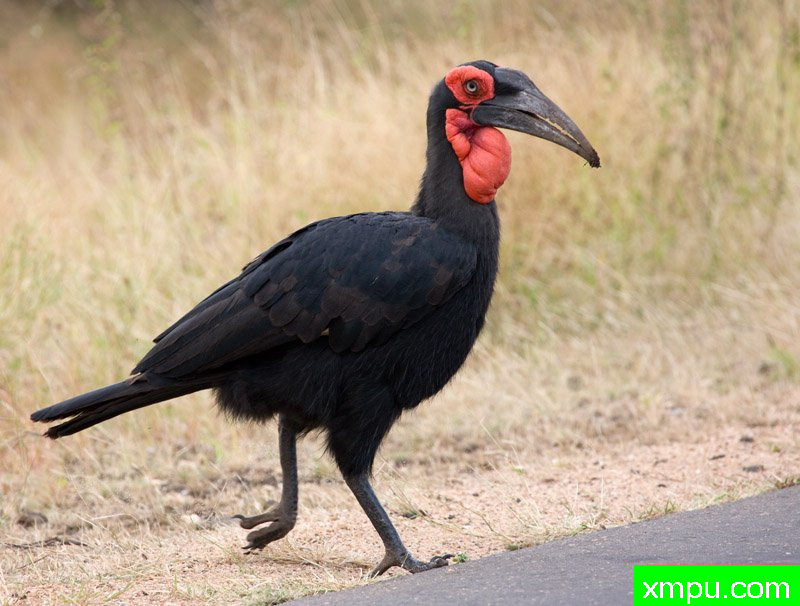 地面犀鸟 ---摄影师：迈克尔莫斯