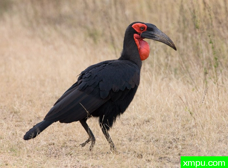 地面犀鸟 ---摄影师：迈克尔莫斯