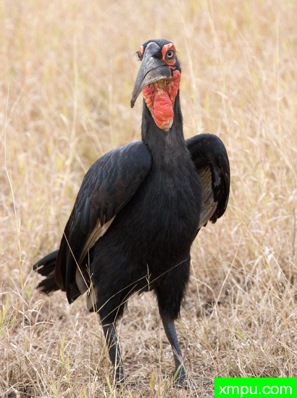 地面犀鸟 ---摄影师：迈克尔莫斯