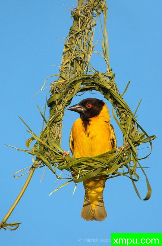 自由的摇蓝---荒野摄影师帕特里克本特利摄影