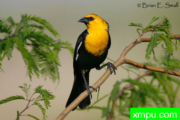 黄头鸫--著名摄影大师布赖恩E.小【美国】作品系列