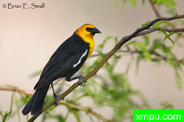 黄头鸫--著名摄影大师布赖恩E.小【美国】作品系列