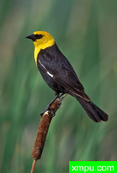 黄头鸫--著名摄影大师布赖恩E.小【美国】作品系列