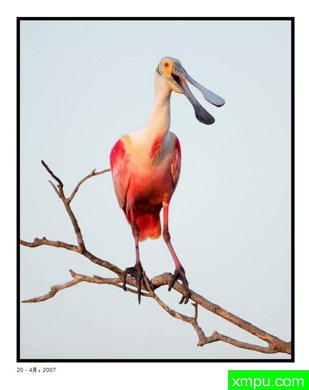 罗斯特琵鹭 -- 荒野摄影师大卫肖摄影