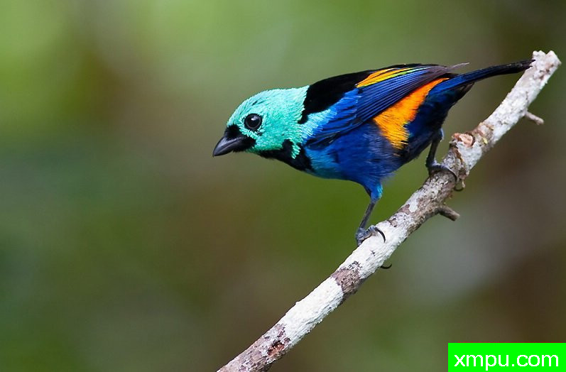 七彩画家-[阿拉戈斯沿岸国家]摄影Stephen琼斯