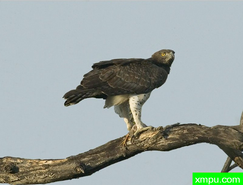 饿鹰---摄影师：迈克尔莫斯