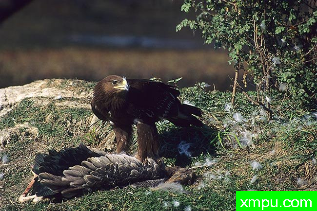 饿鹰---摄影师：迈克尔莫斯