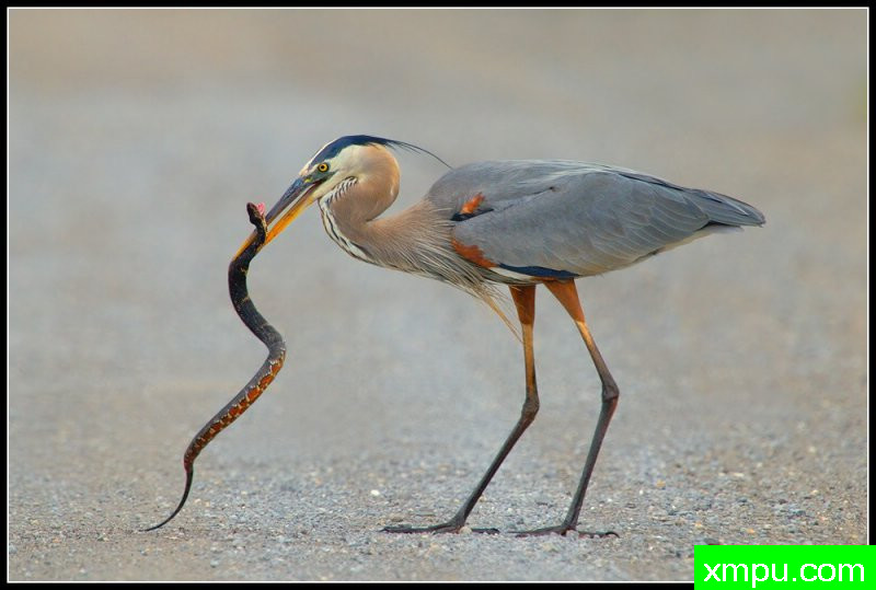 大蓝鹭斗愤怒和绝望的带状水蛇。--摄影师罗尼加伯特摄影