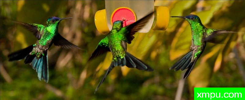 舞木若虫--摄影-里德鲍曼-塞布林，佛罗里达州