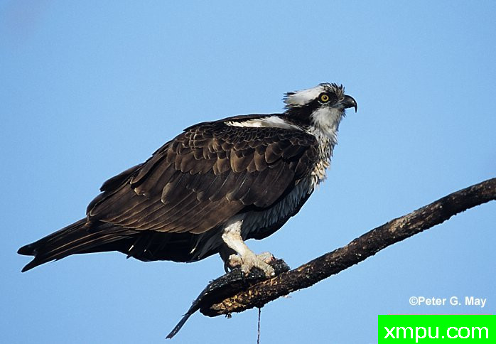 鱼鹰---摄影师：彼得5月