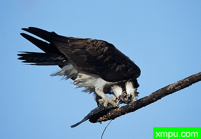 鱼鹰---摄影师：彼得5月