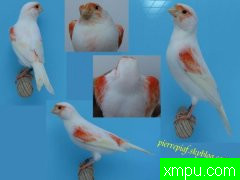 金丝雀--年青培育师皮埃尔查派[法国]