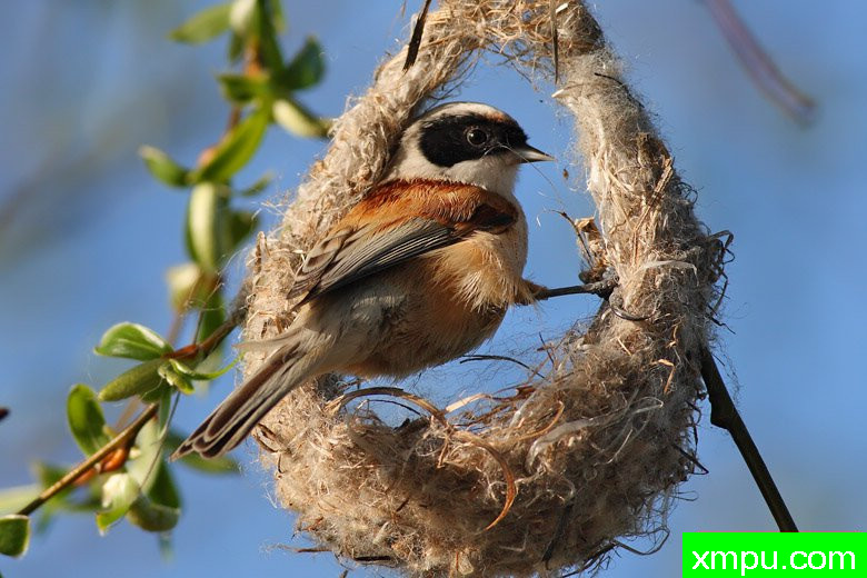 波兰鸟类摄影师马丁作品