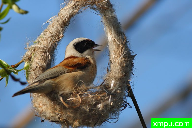 波兰鸟类摄影师马丁作品