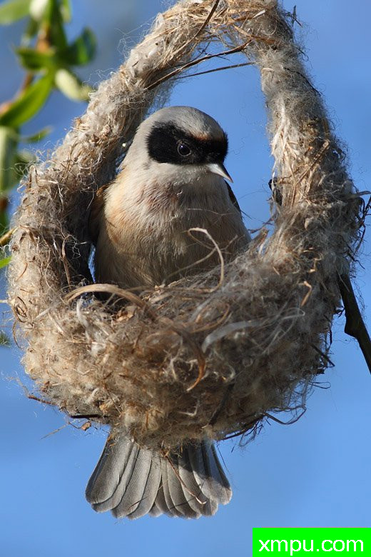 波兰鸟类摄影师马丁作品