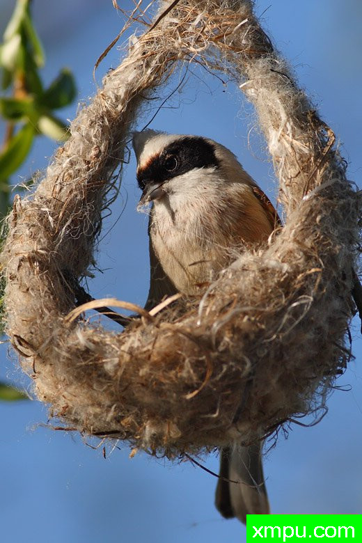 波兰鸟类摄影师马丁作品