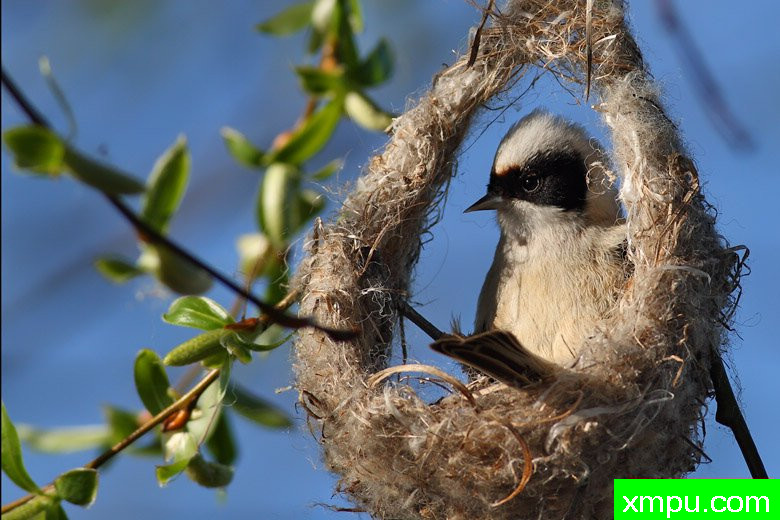 波兰鸟类摄影师马丁作品