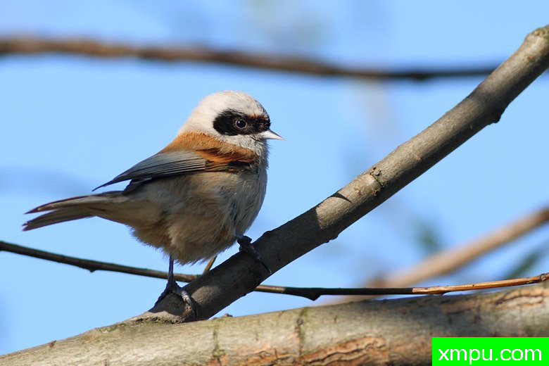 波兰鸟类摄影师马丁作品