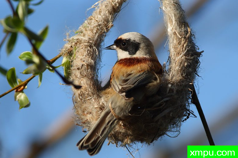 波兰鸟类摄影师马丁作品