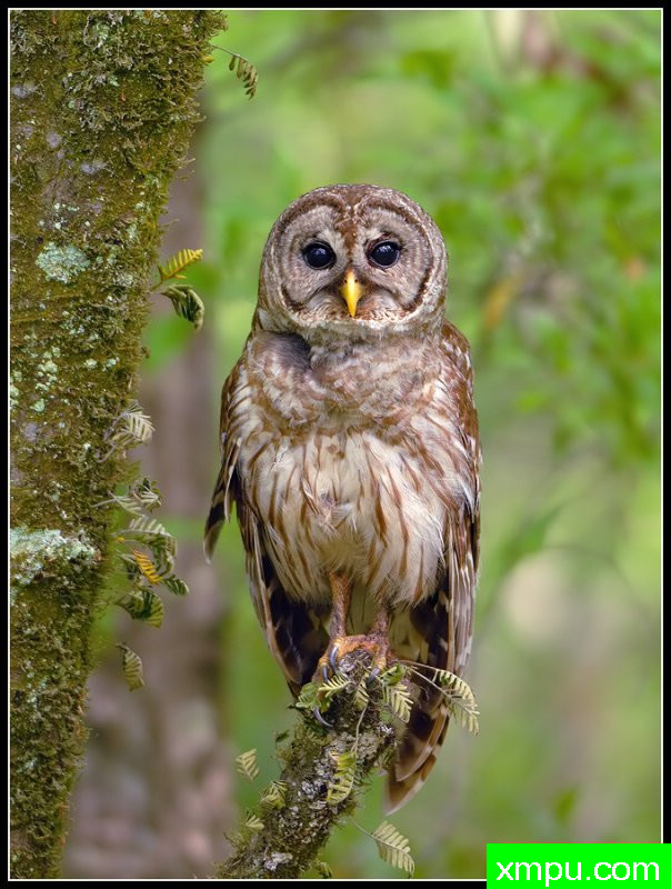 猫头鹰--摄影师罗尼加伯特摄影