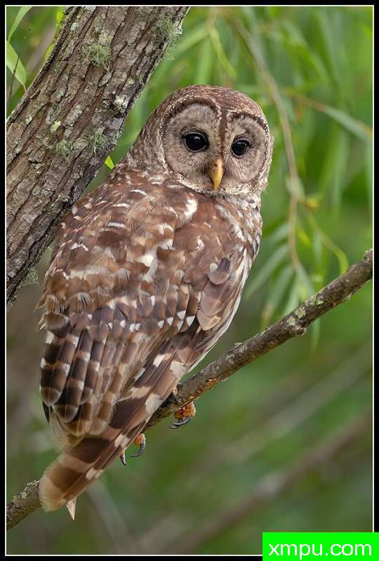 猫头鹰--摄影师罗尼加伯特摄影