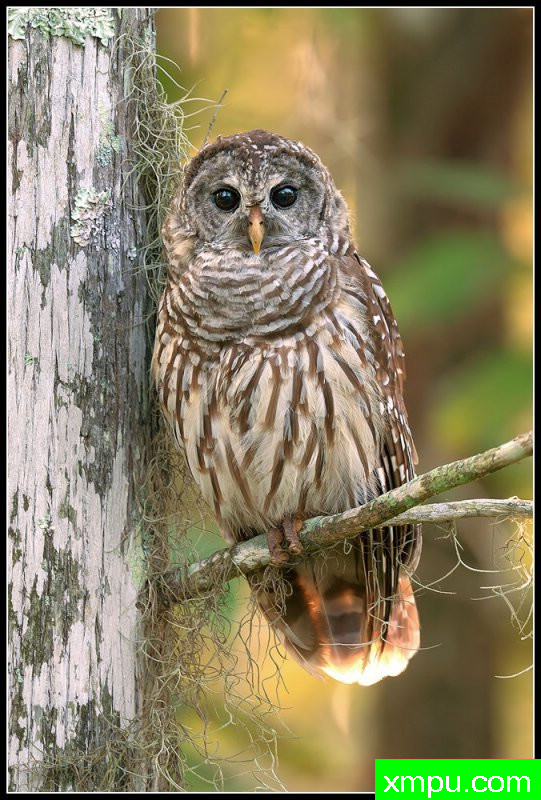 猫头鹰--摄影师罗尼加伯特摄影