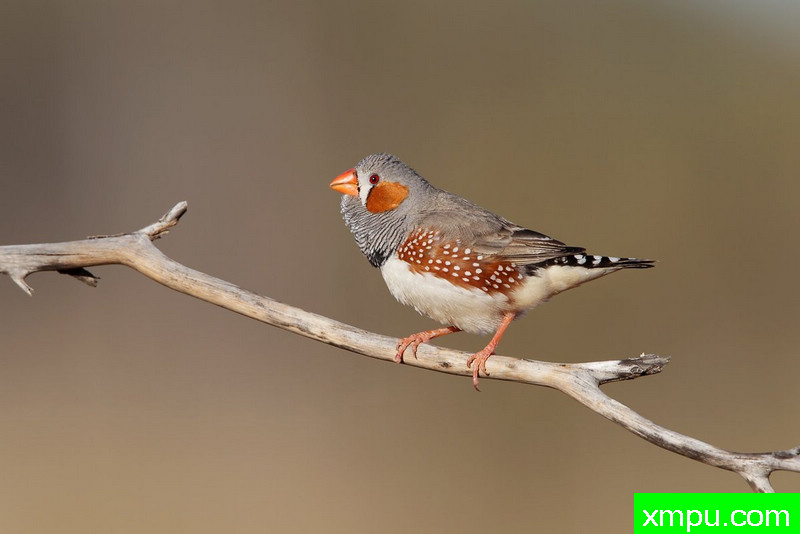 斑胸草雀-摄影西蒙本内特