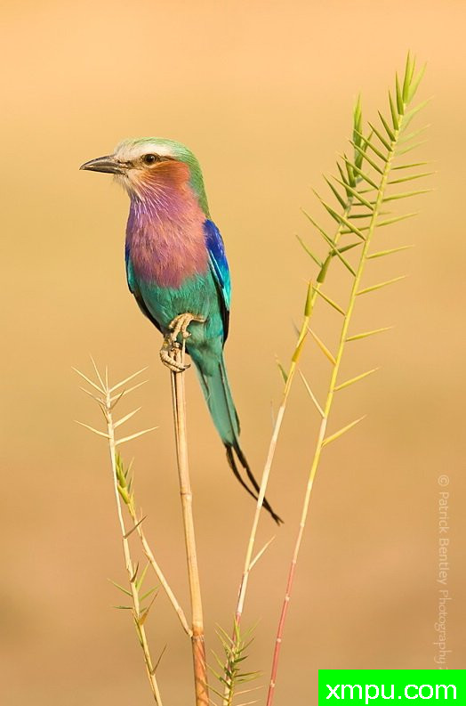 紫丁香-帕特里克本特利摄影