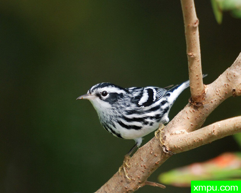 黑与白莺--摄影师：彼得5月摄影