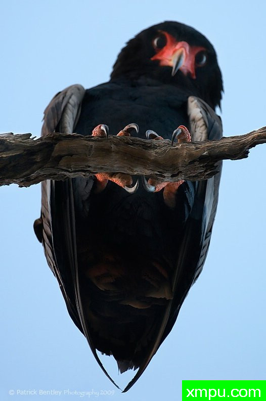魔爪---荒野摄影师帕特里克本特利摄影