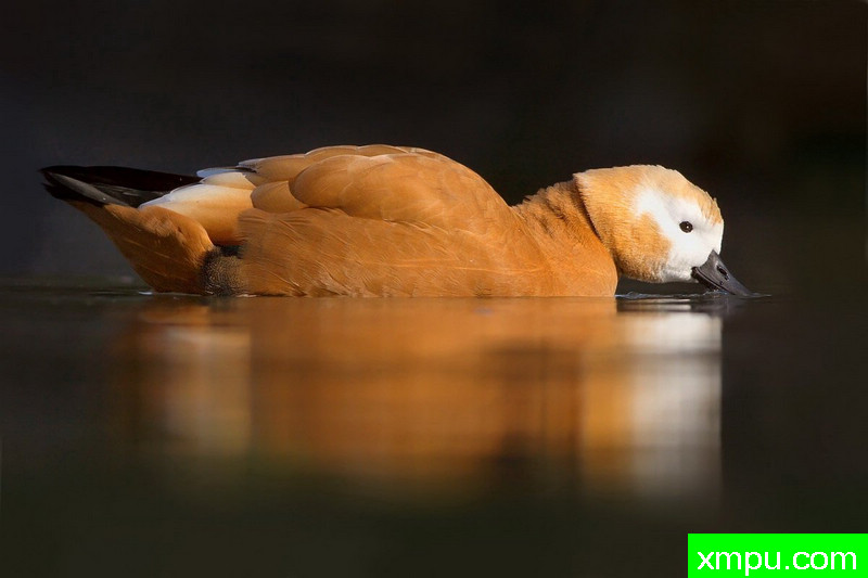 赤麻鸭[意大利]-摄影师：Juza电子艺界摄影