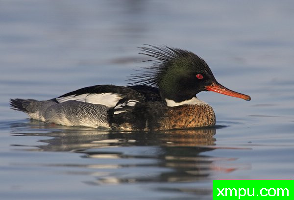 中华秋沙鸭--摄影师罗尼加伯特摄影
