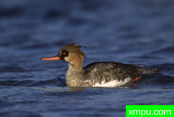 中华秋沙鸭--摄影师罗尼加伯特摄影