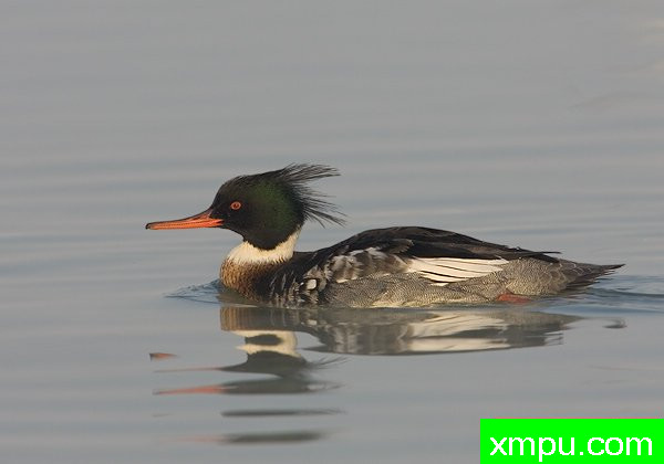 中华秋沙鸭--摄影师罗尼加伯特摄影