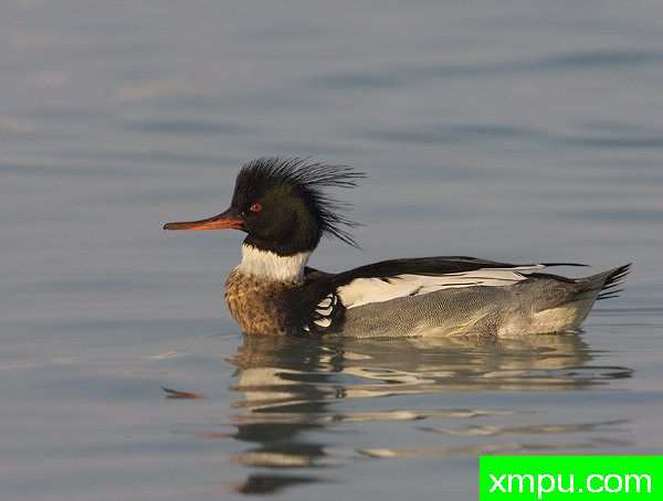 中华秋沙鸭--摄影师罗尼加伯特摄影